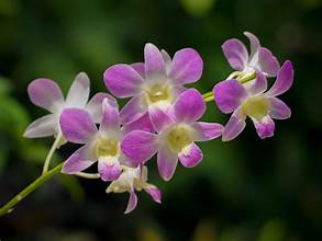 Dendrobium sp